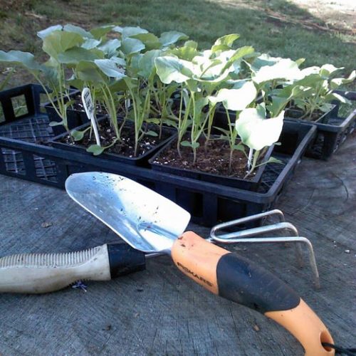 Old Fashioned Gardener